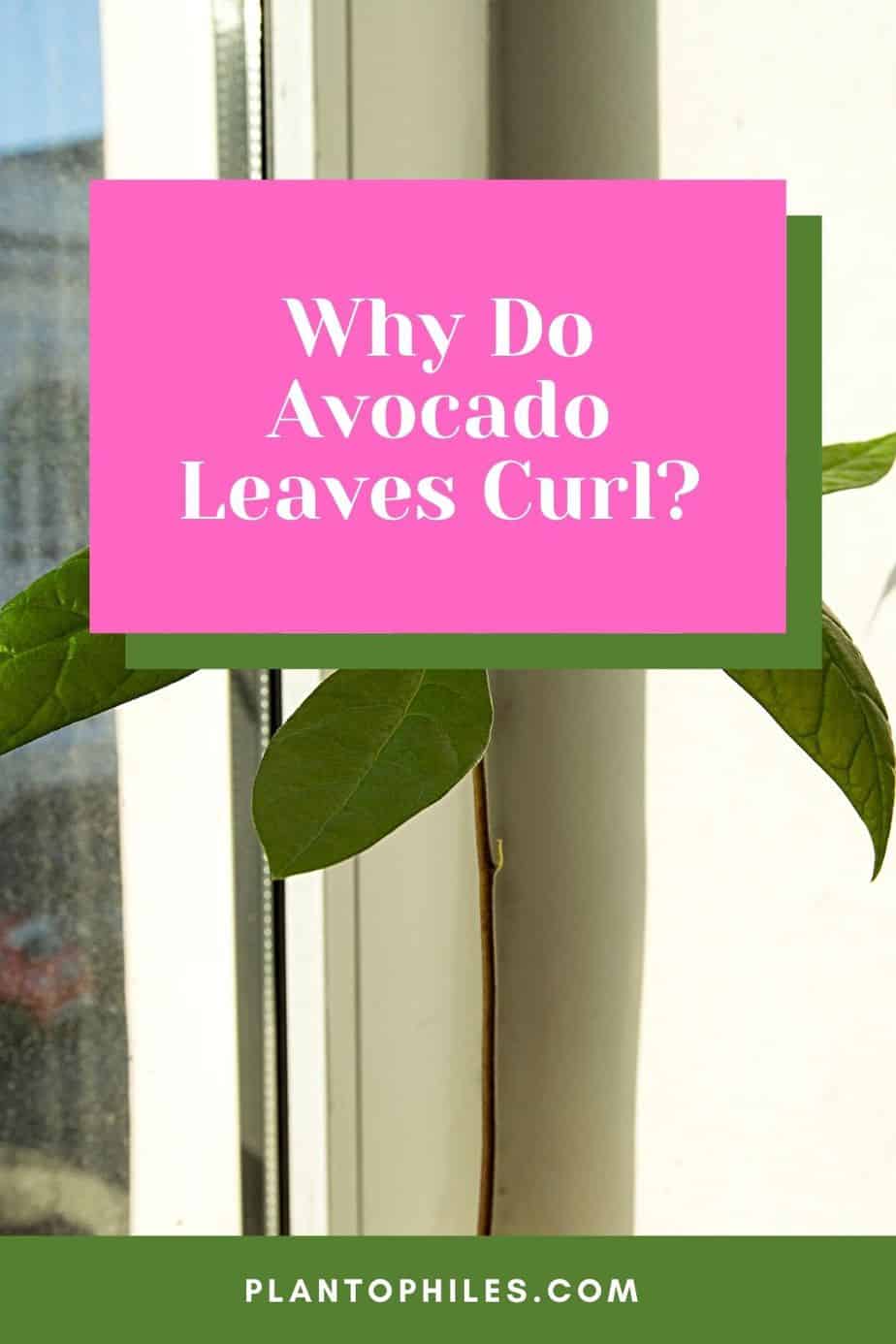 Why Do Avocado Leaves Curl?