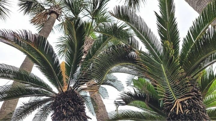 Why Does My Sago Palm Have Brown Leaves? 8 Best Reasons
