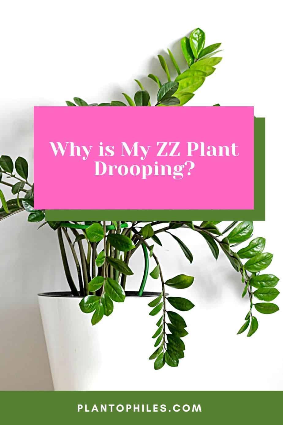 Why is my ZZ Plant Drooping