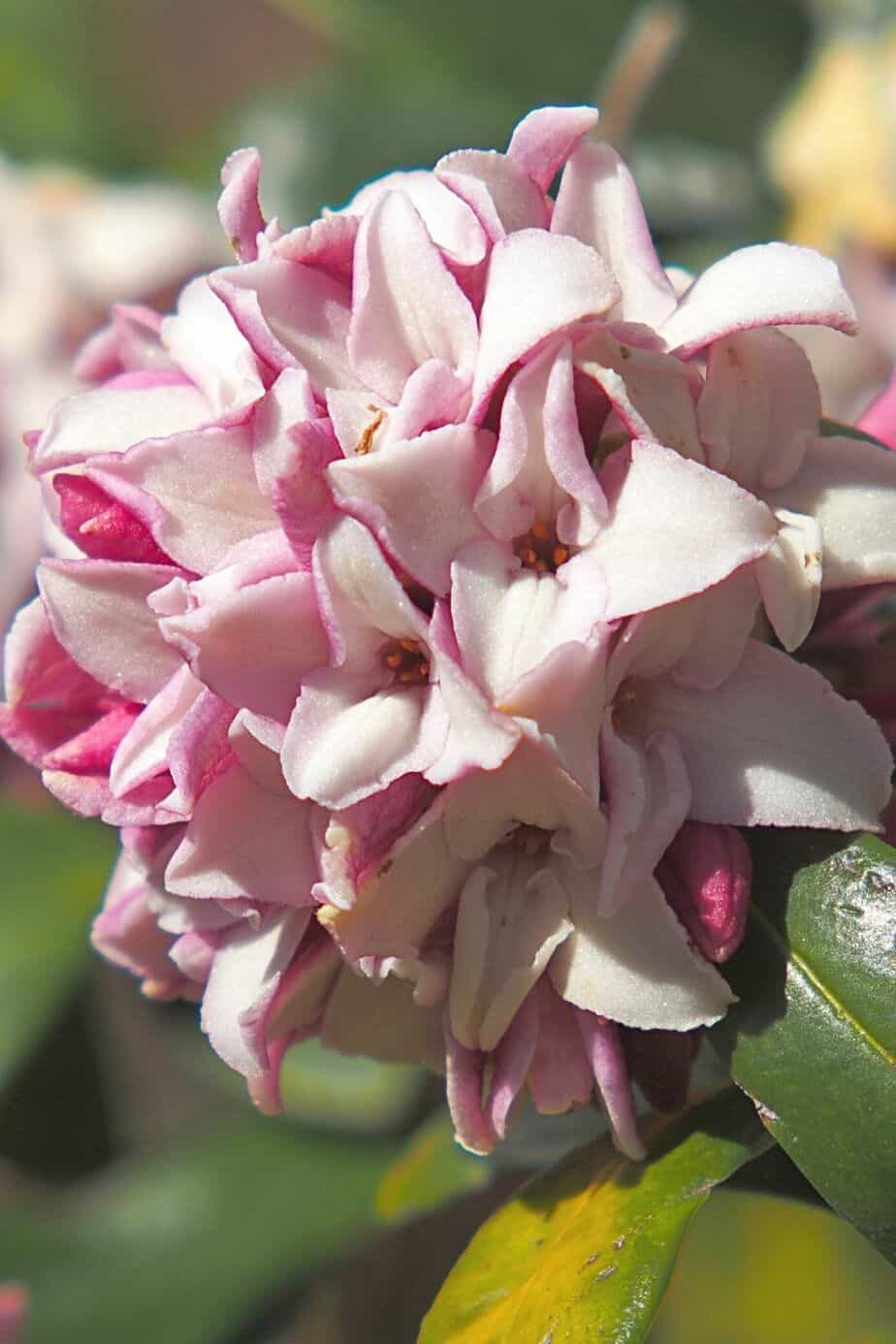 Winter Daphne has white-pink flowers that adds a pastel hue to your colorful southeast facing garden
