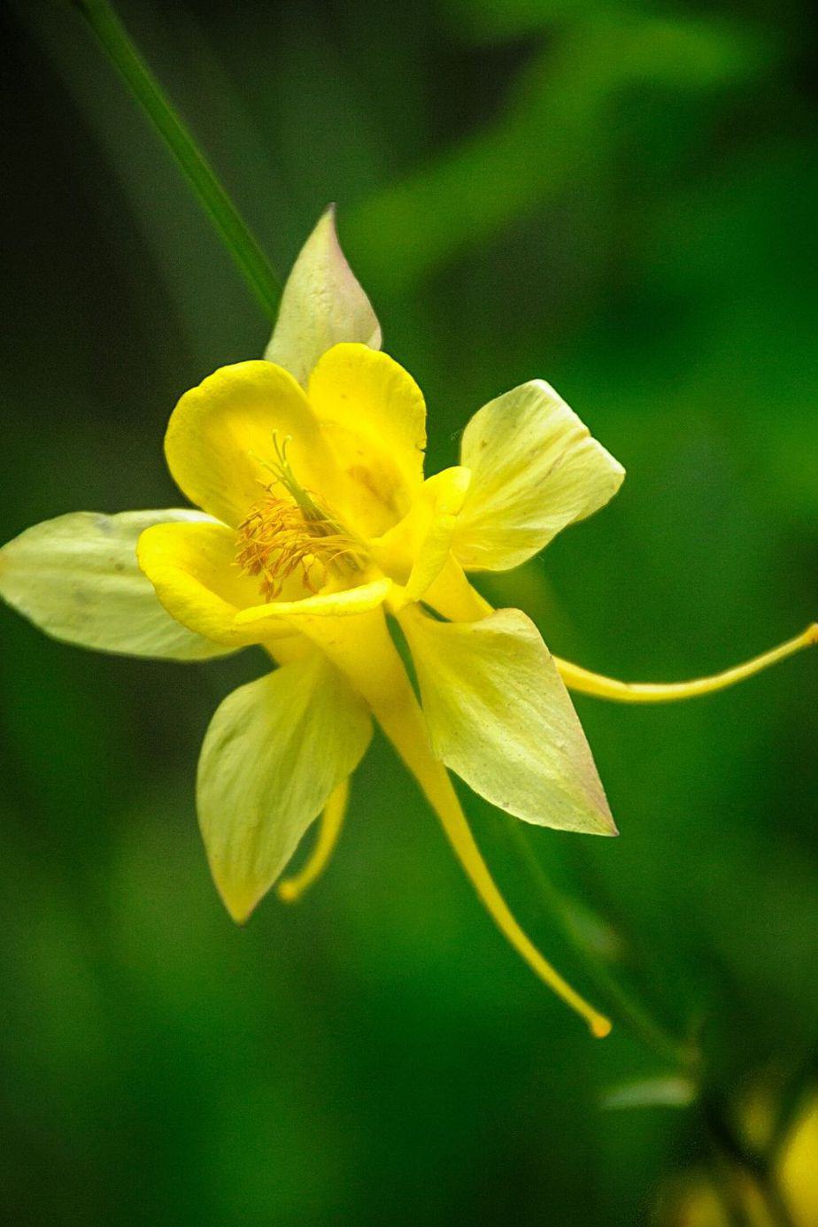 Yellow Columbine is a heat-resistant plant that can thrive in a southwest-facing garden
