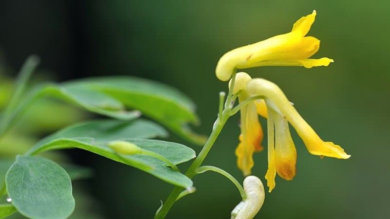 Yellow Corydalis will thrive in a shaded porch as they prefer to live in areas receiving part shade