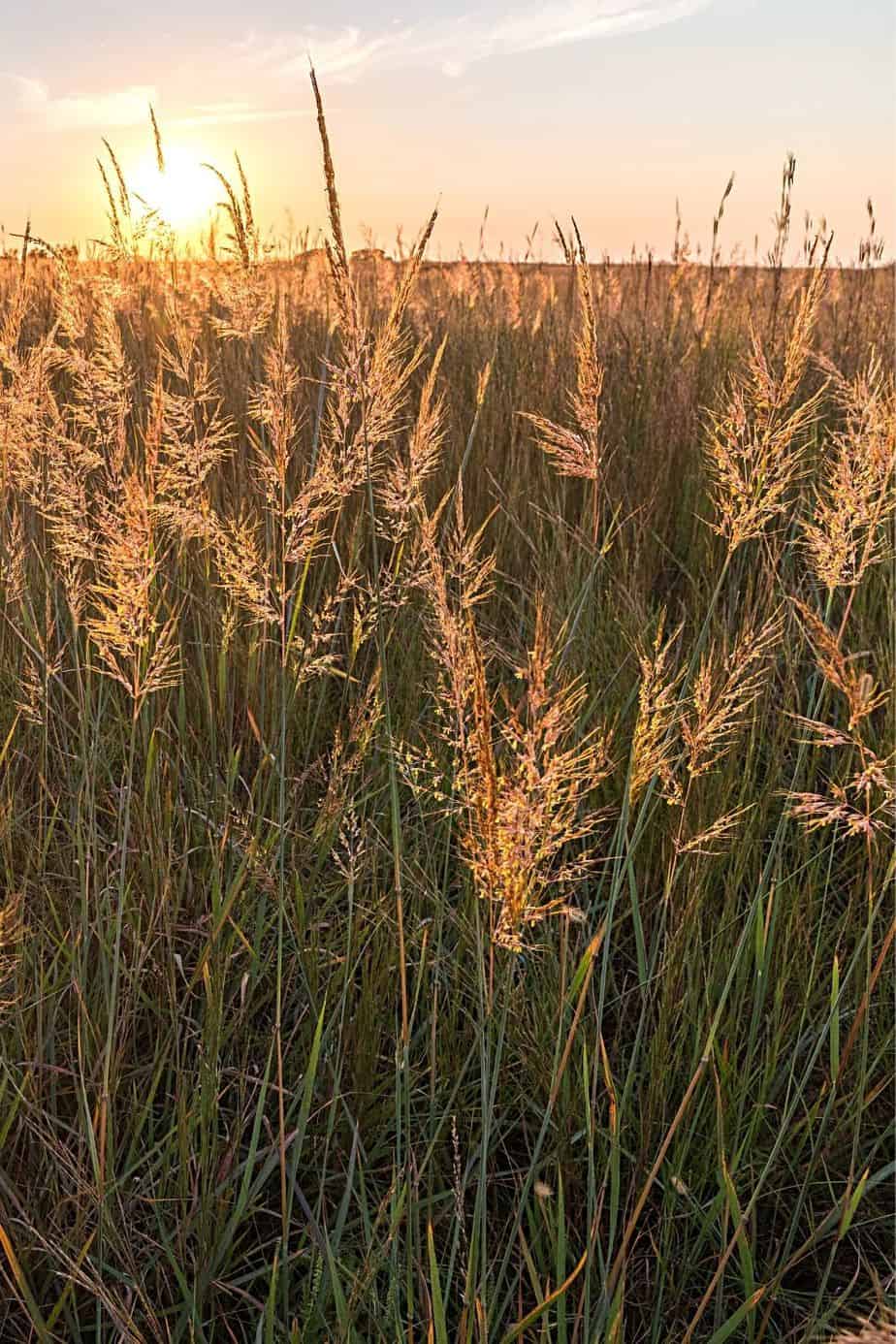 Yellow Indiangrass can grow up to 3 feet tall and provide privacy to your garden or balcony