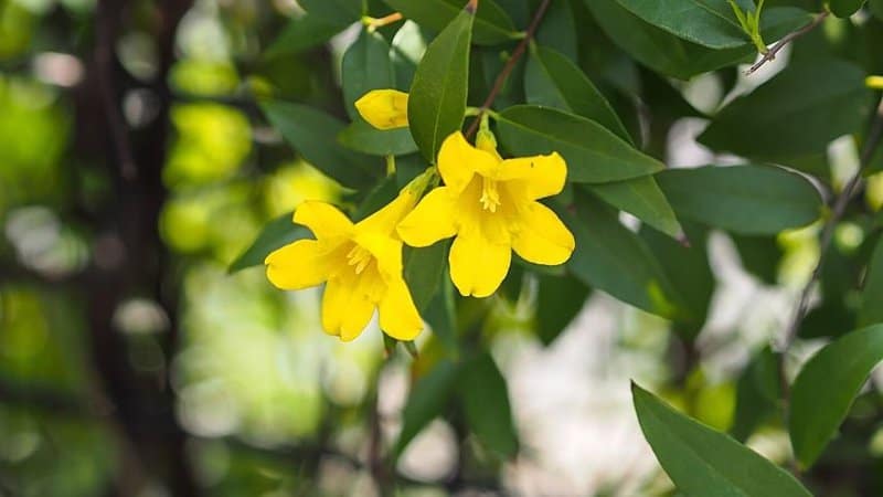 Yellow Jessamine (Gelsemium sempervirens) is home to the southern part of Florida