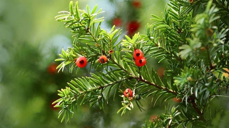 Yew can grow in fully or partially-shaded areas like a shaded porch