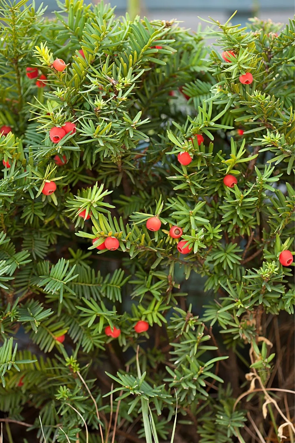 Yew is a non-flowering plant that you can grow on your north-facing balcony