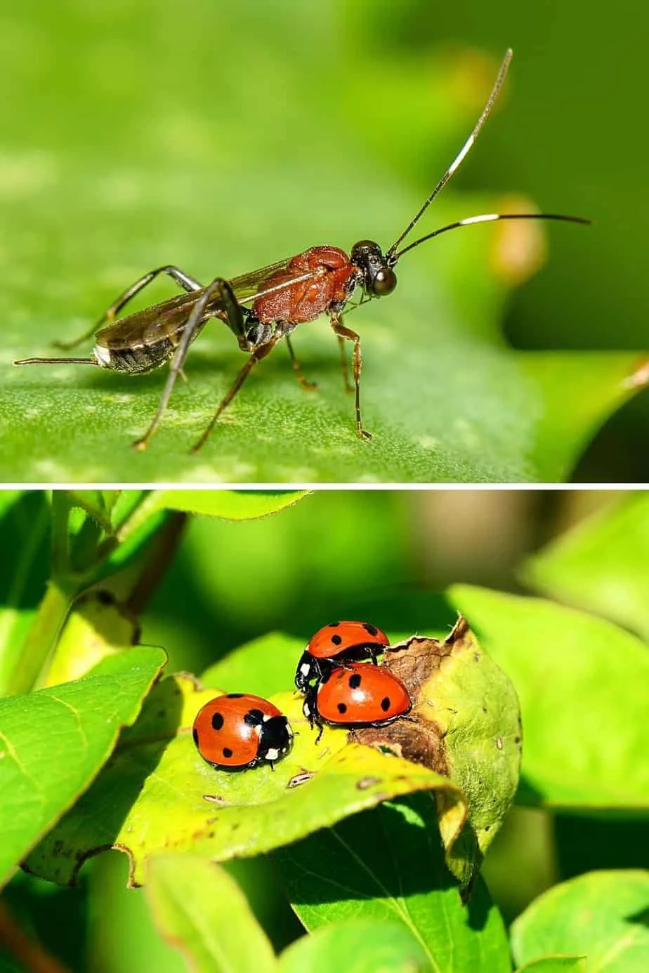 You can use parasitic wasps or ladybugs to feed on the aphids living on the soil surface