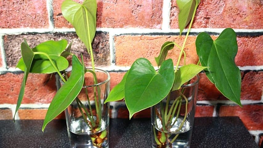You have more control with your Anthurium's environment if you grow it in water