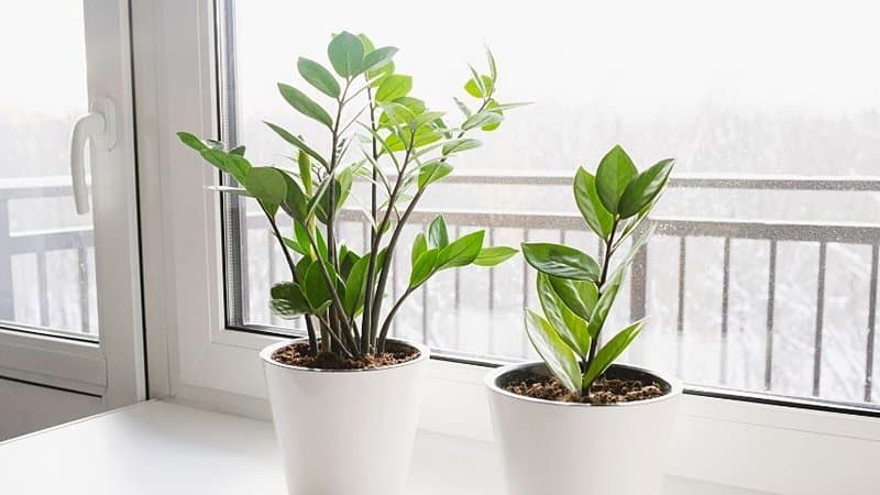 The ZZ Plant is another great plant to grow in an apartment as it is beginner-friendly