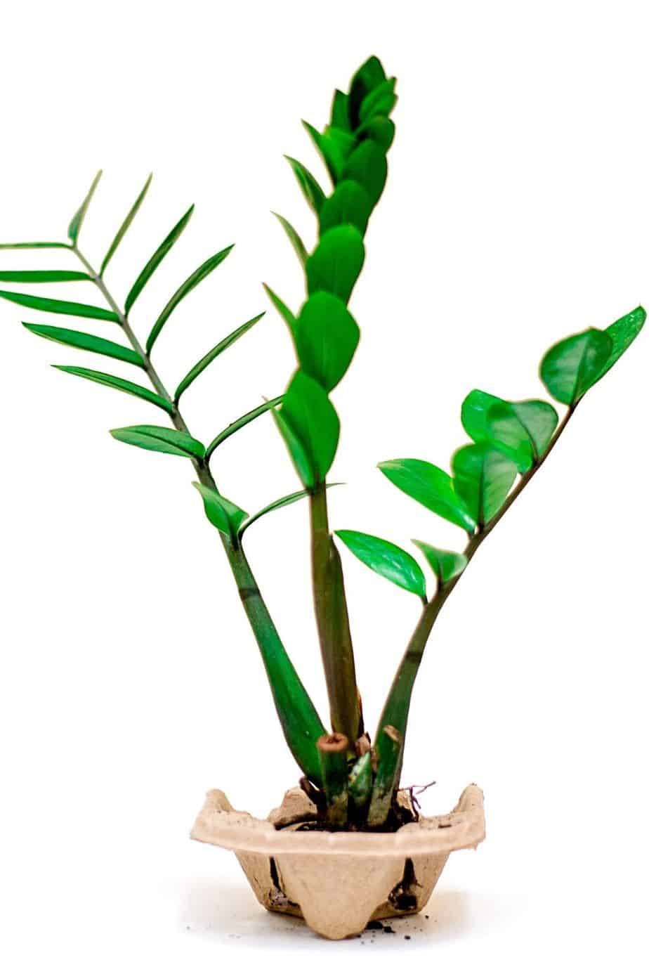 ZZ Plant thrives in areas receiving minimal light as in the case of a northwest-facing window