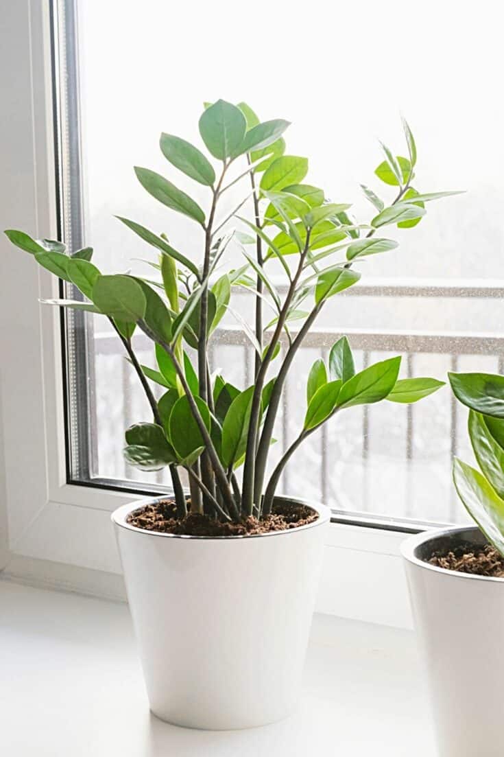 30 Houseplants for Northeast-Facing Window - Best List (2024)