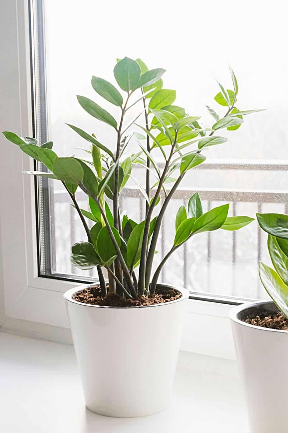 ZZ top is one of the plants that stands out the most when placed in northeast-facing windows