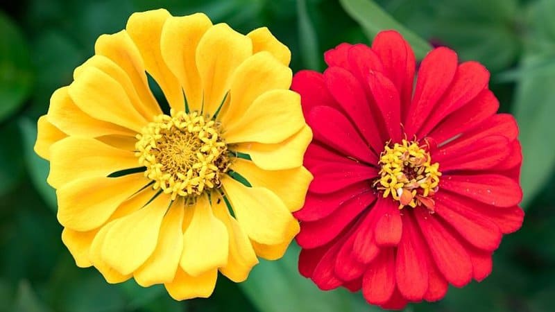 Zinnias are another bunch of colorful plants you can grow on your shaded porch all year round