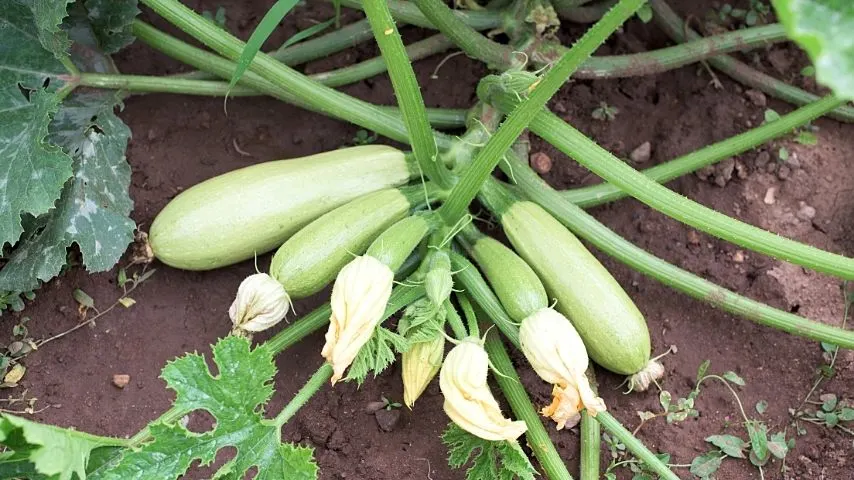 You can plant Zucchini (Cucurbita pepo) in your vegetable garden after the last frost has passed