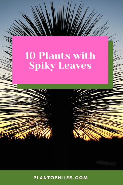 10 Plants with Spiky Leaves