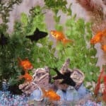 20 Best Plants For Goldfish Tank [2022] 4