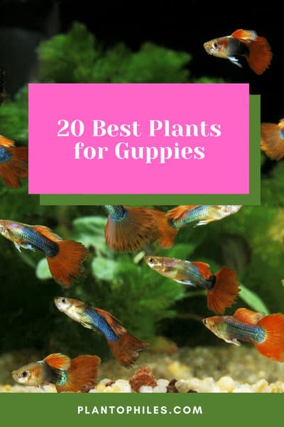 20 Best Plants for Guppies