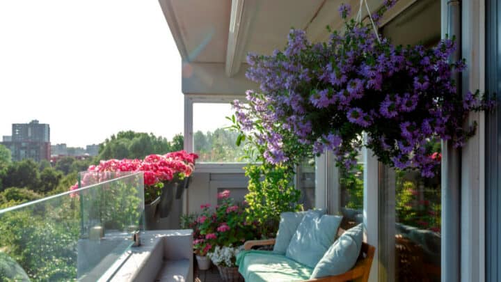 30 Best Plants for Balcony – Top List [2023]