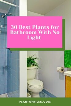 30 Best Plants for Bathroom With No Light - Top List [2025]