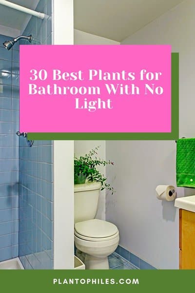 30 Best Plants for Bathrooms With No Light