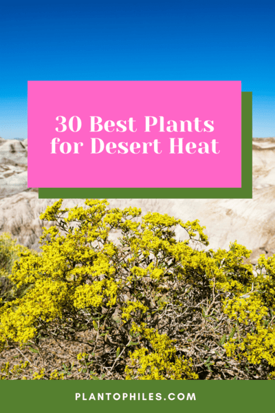 30 Best Plants for Desert Heat