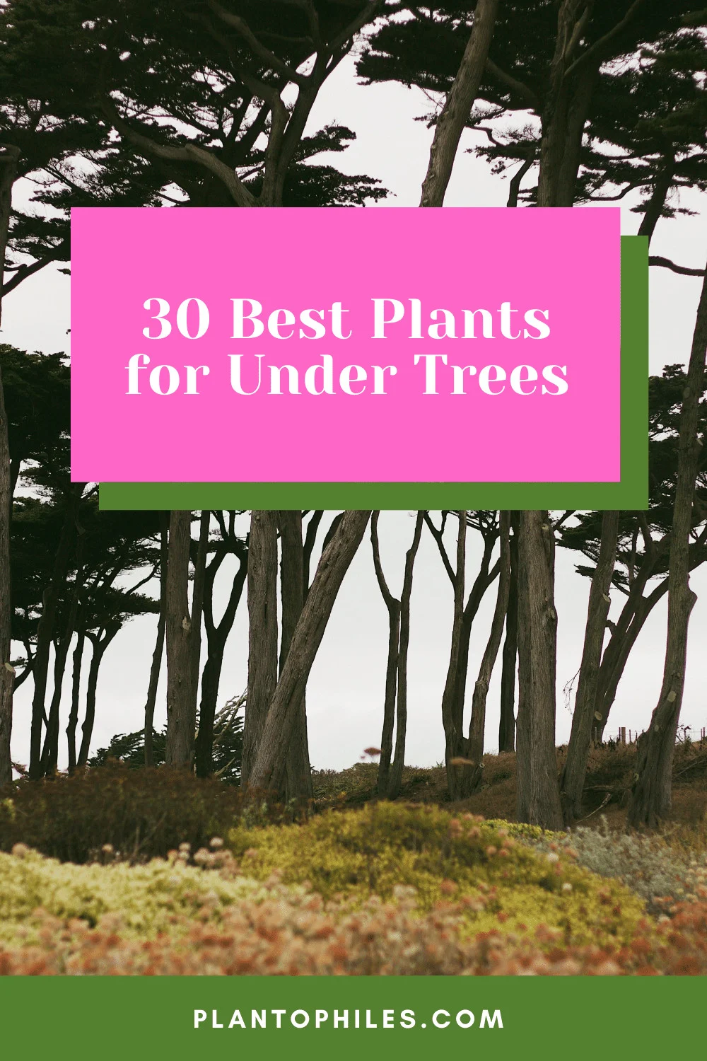 30 Best Plants for Under Trees 