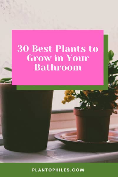 30 Best Plants to Grow in Your Bathroom
