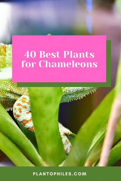 40 Best Plants for Chameleons