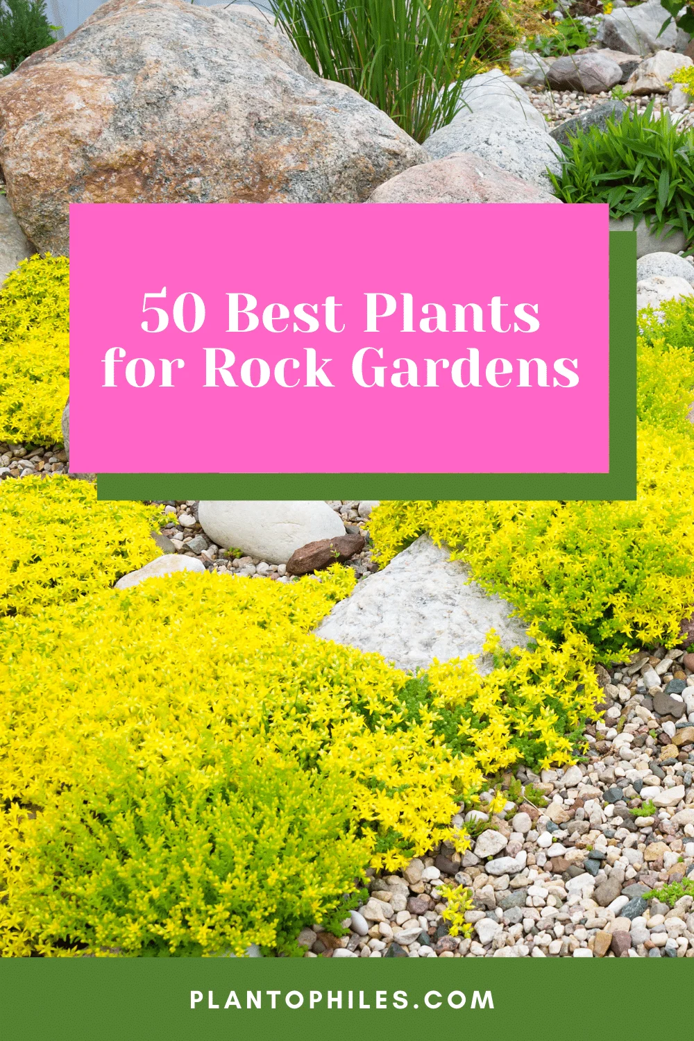 50 Best Plants for Rock Gardens