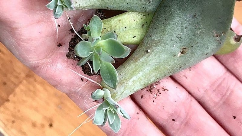 After a few weeks, tiny white roots from the Jade plant cuttings will grow