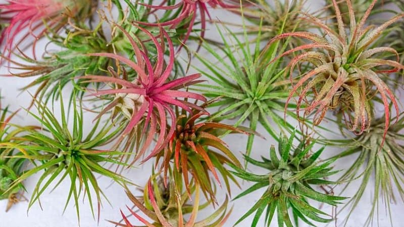 Though the Air Plant loves growing on other plants, you can place this in a container in your office without windows as a decoration