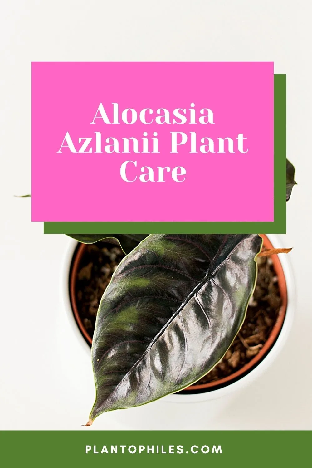 Alocasia Azlanii Plant Care