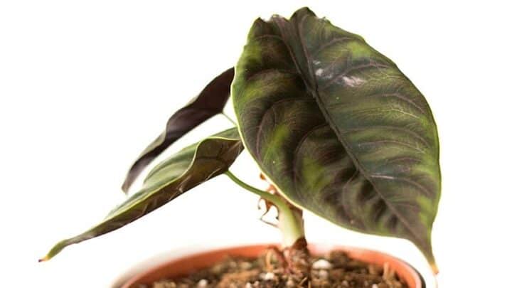 Alocasia Azlanii Plant Care — Expert Houseplant Guide