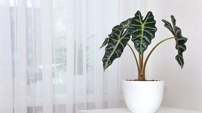 Alocasia thrives best in a bathroom with no lights as it loves the high humidity levels in it