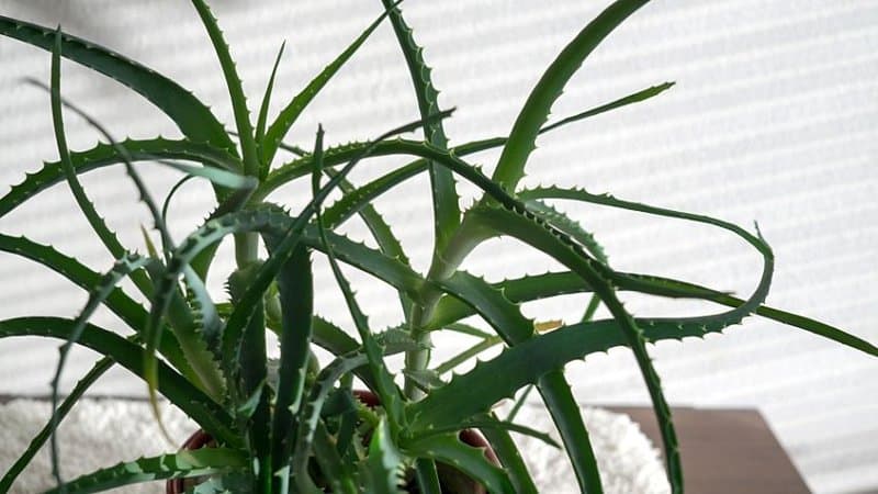 The Aloe Plant thrives in an office with windows as it needs low-maintenance to grow well