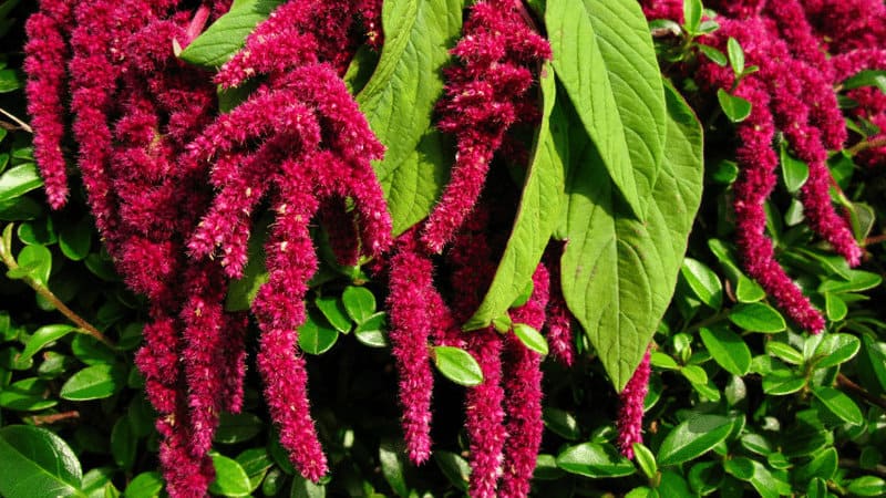 Amaranthus triking purple, maroon color is one of the many reasons you should have it on your balcony