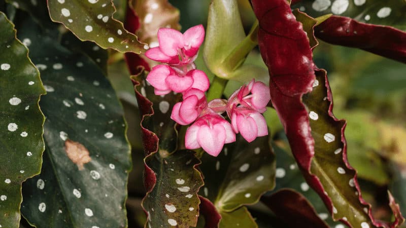 Angel Wing Begonias have enormous glossy foliage for cultivating under trees