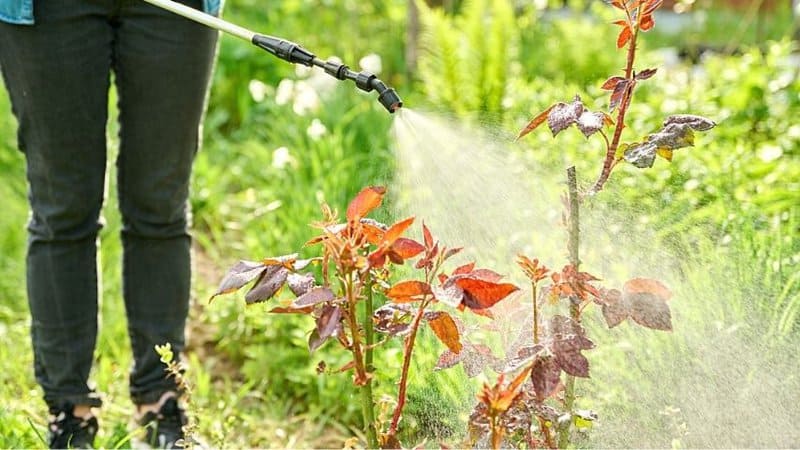 Another way to remove aphids from your plants is to spray them with water