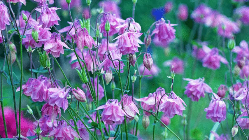 Aquilegias are lovely flower to choose for planting under trees 