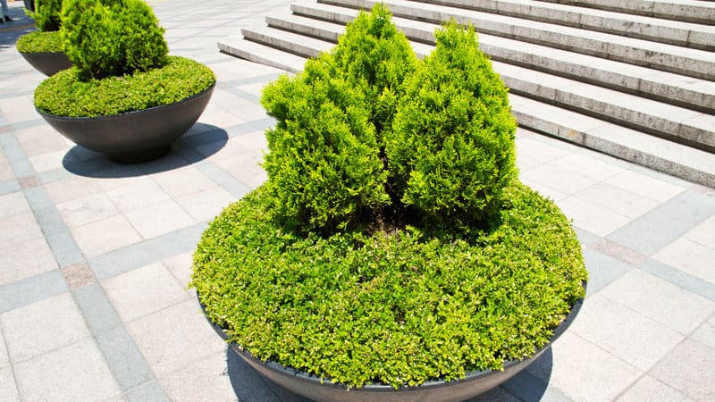 Arborvitae looking for some shade and privacy, choose the planter wisely as this plant can get quite huge for balcony