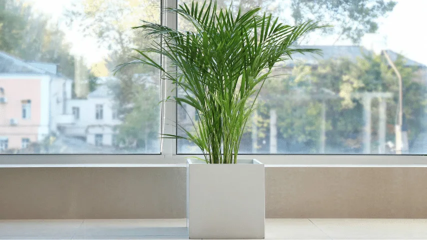 Areca Palm does not require extreme care and can adapt to growing in pots on a balcony