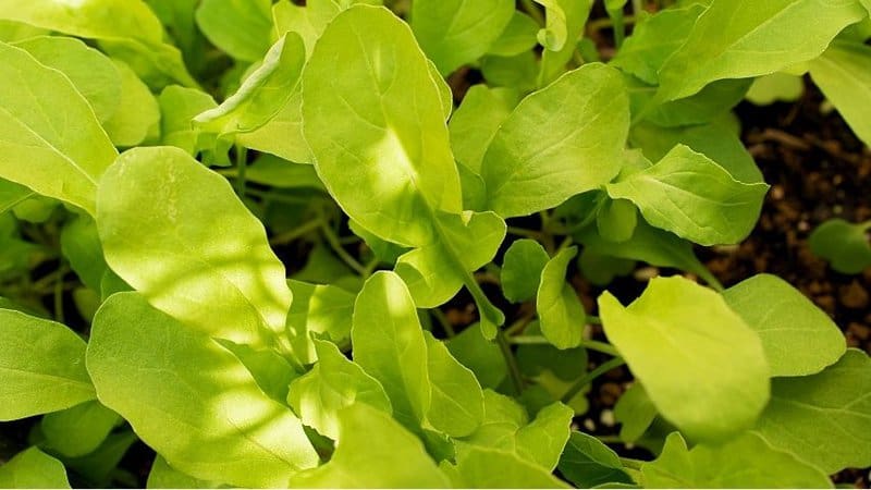 Arugula is one beautiful vegetable you can grow in your aquaponics garden