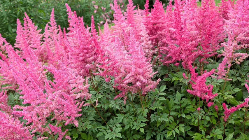 Astilbe red, fuchsia, violet, or white, makes a bold visual impact to recreate beneath trees