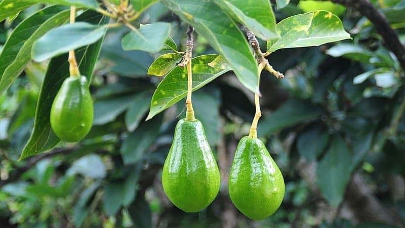 Another tasty and highly beneficial plant to grow in an aquaponics system is the Avocado