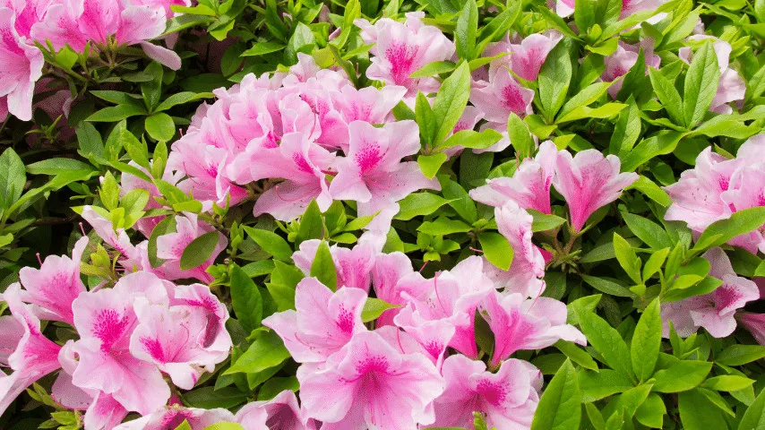 Azalea suggested to add a splash of brightness beneath any tree due to their wonderful multi-colored blossoms
