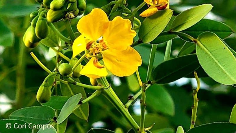Bahama Cassias are shrubs that grow in Florida that are known to bloom either late in summer or at the start of fall