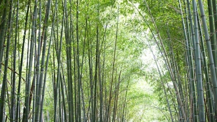 Bamboo Plant Care — #1 Best Expert Guide