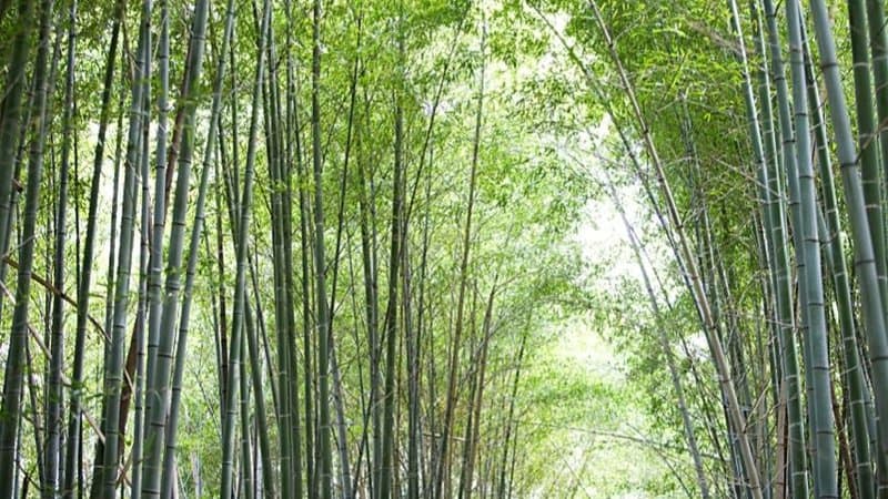 Bamboo Plant Care