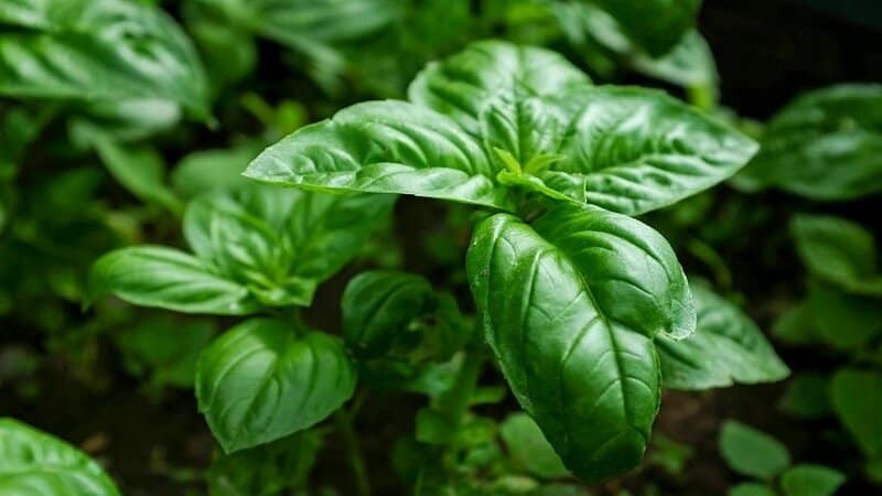 Basil is an aromatic herb that adds visual appeal to your aquaponics garden