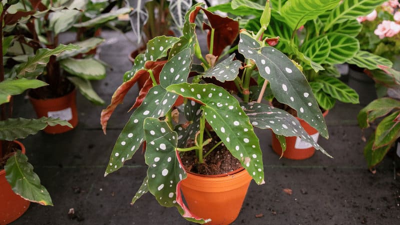 Begonia Maculata can be under stress due to a lot of different reasons